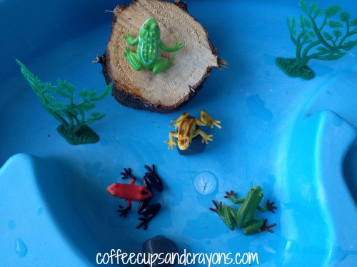 Life Cycle for a Frog Kids Activity