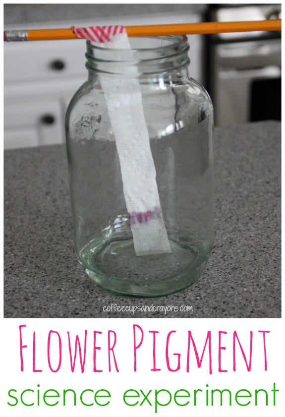 Science for Kids--Flower Pigment Experiment!