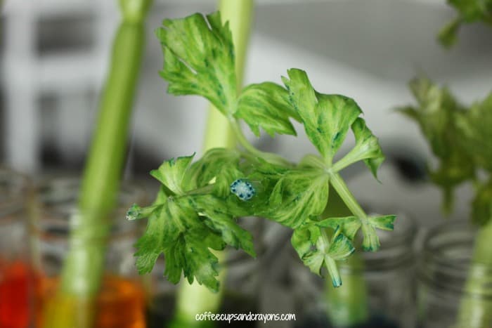 Celery Experiment for Kids