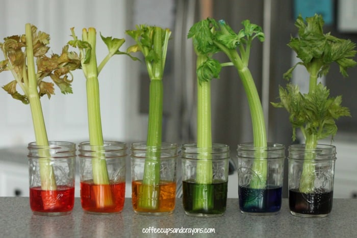 Rainbow Celery Science Experiment