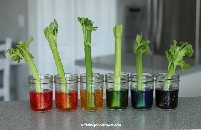 Science Experiment for Kids! Teach kids about plants and transpiration with celery!