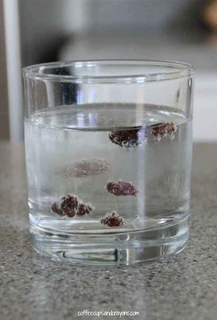 So cool! Dancing Raisins Science Experiment!