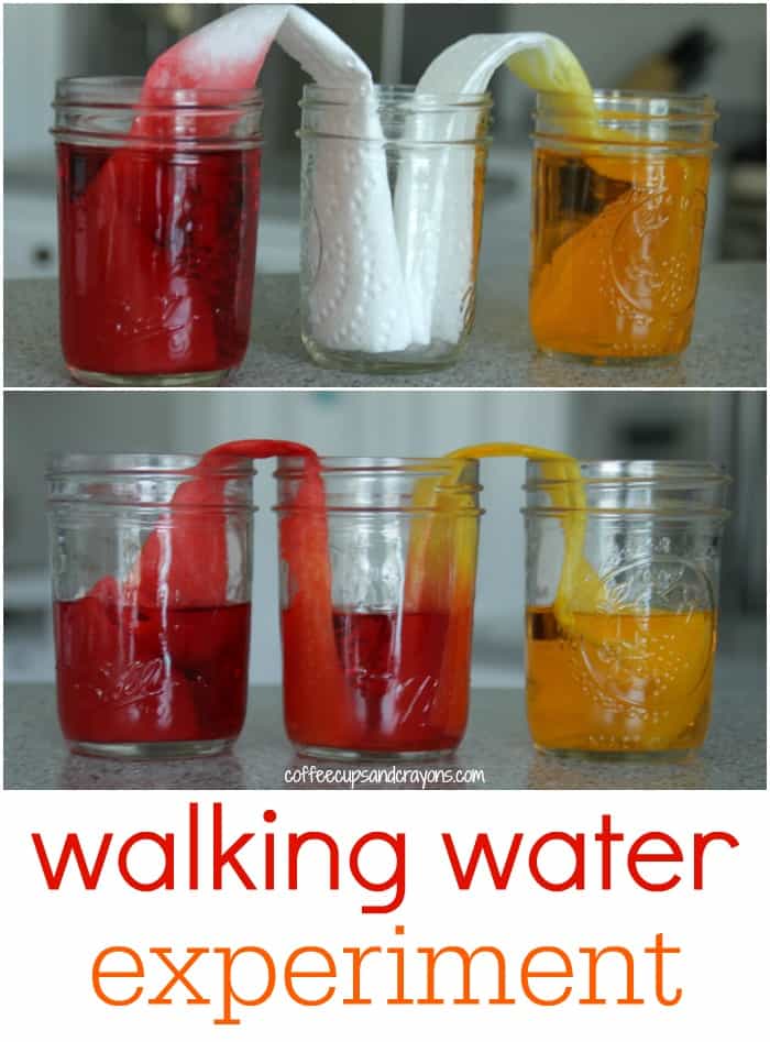 Walking Water Kids Science Experiment!