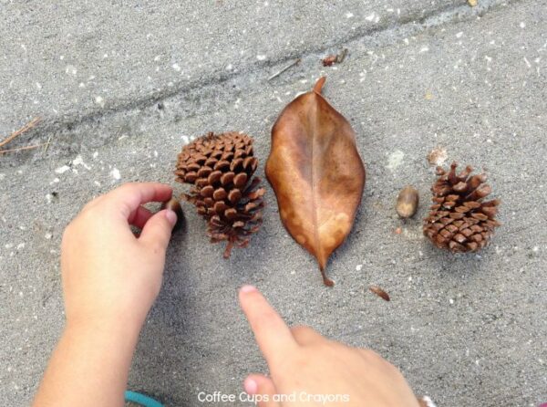 math-patterns-in-nature-coffee-cups-and-crayons