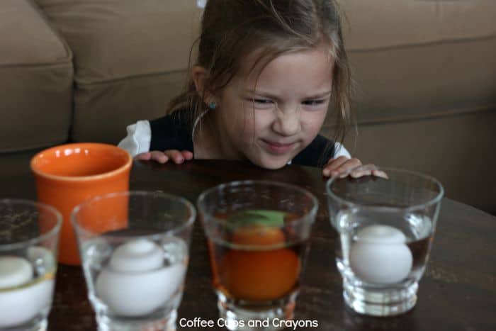Make an Egg Float Science Experiment