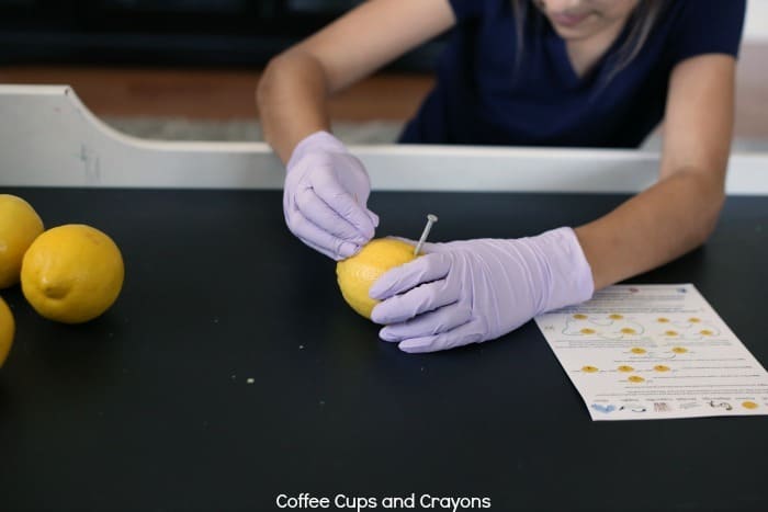 Kids love the lemon battery science project!